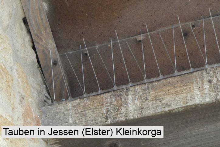 Tauben in Jessen (Elster) Kleinkorga
